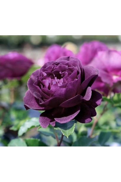 Роза Ebb Tide в розарии – глубокий цвет и аромат